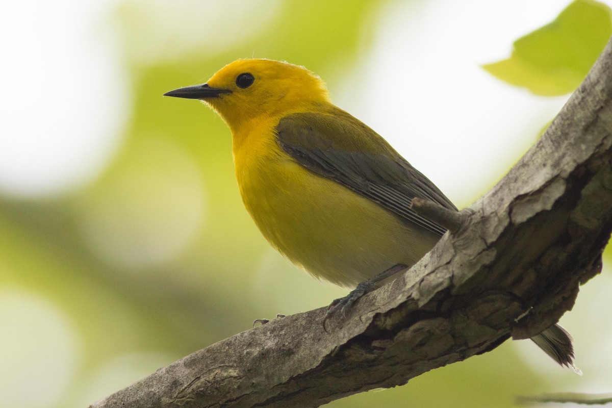 Prothonotary Warbler - ML572232851