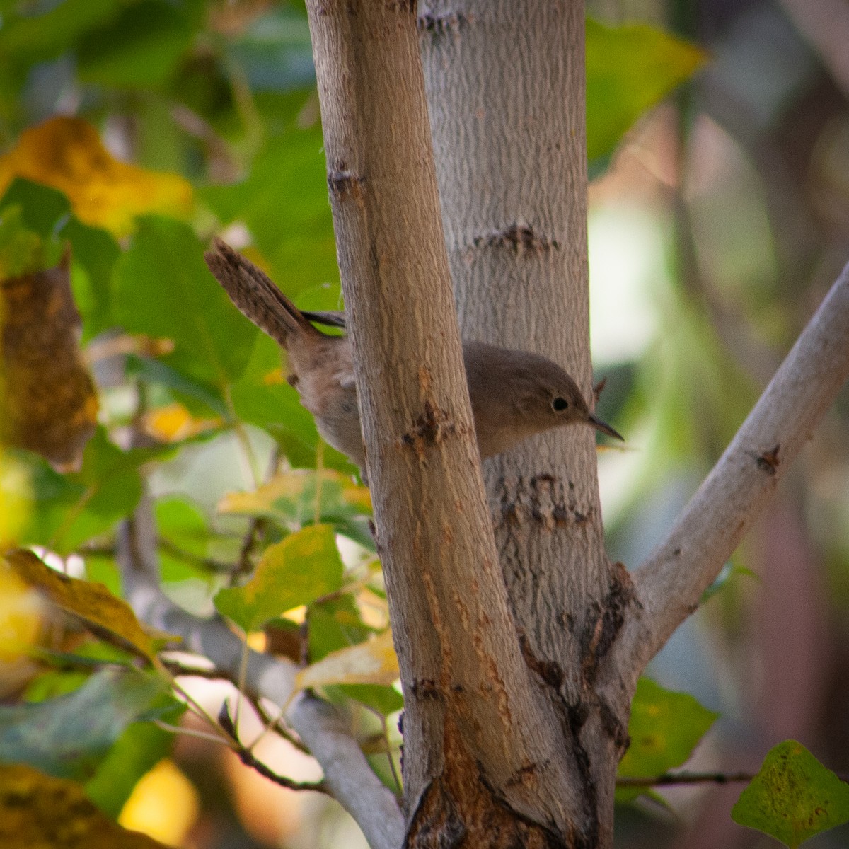Southern House Wren - ML572232891