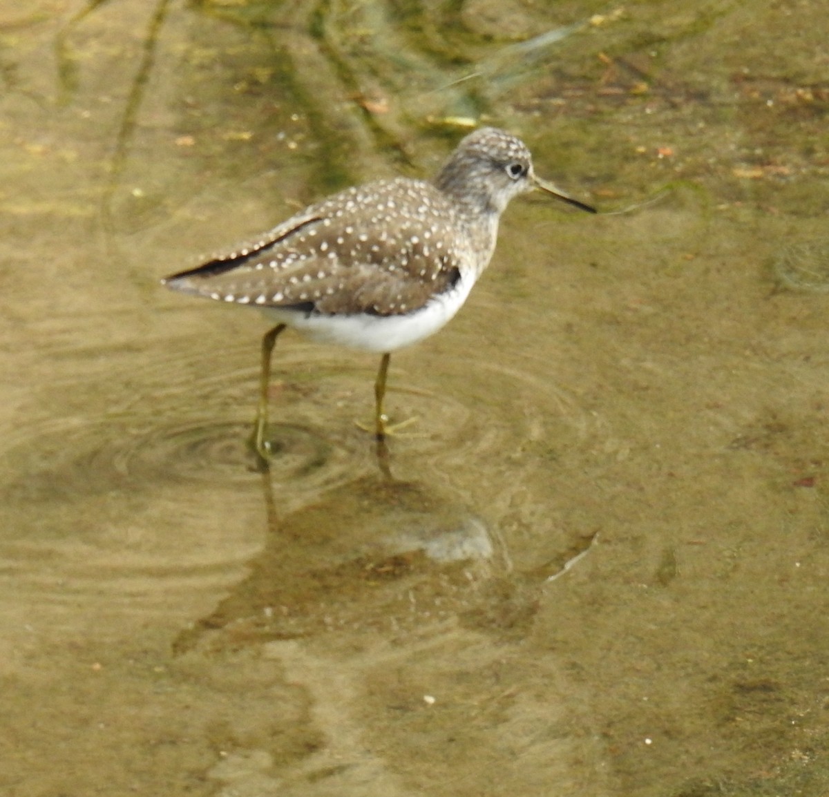 Spotted Sandpiper - ML57223291
