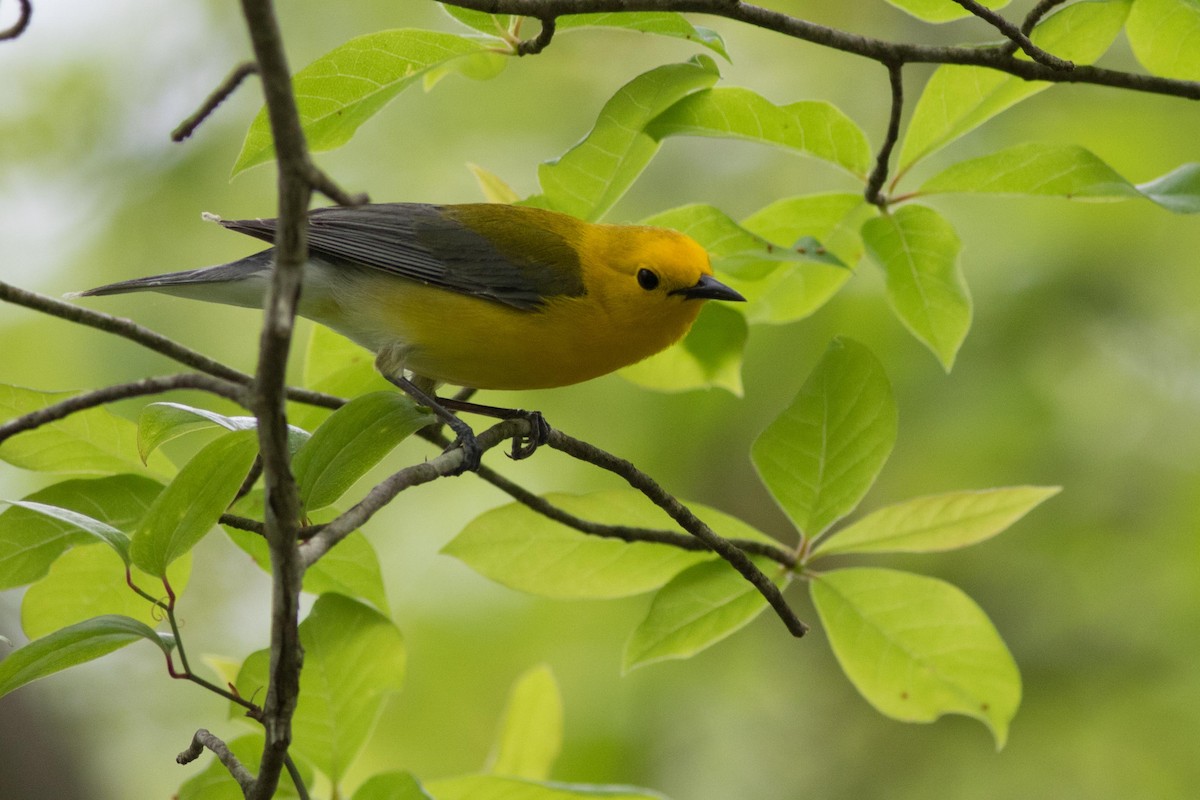 Prothonotary Warbler - ML572232971