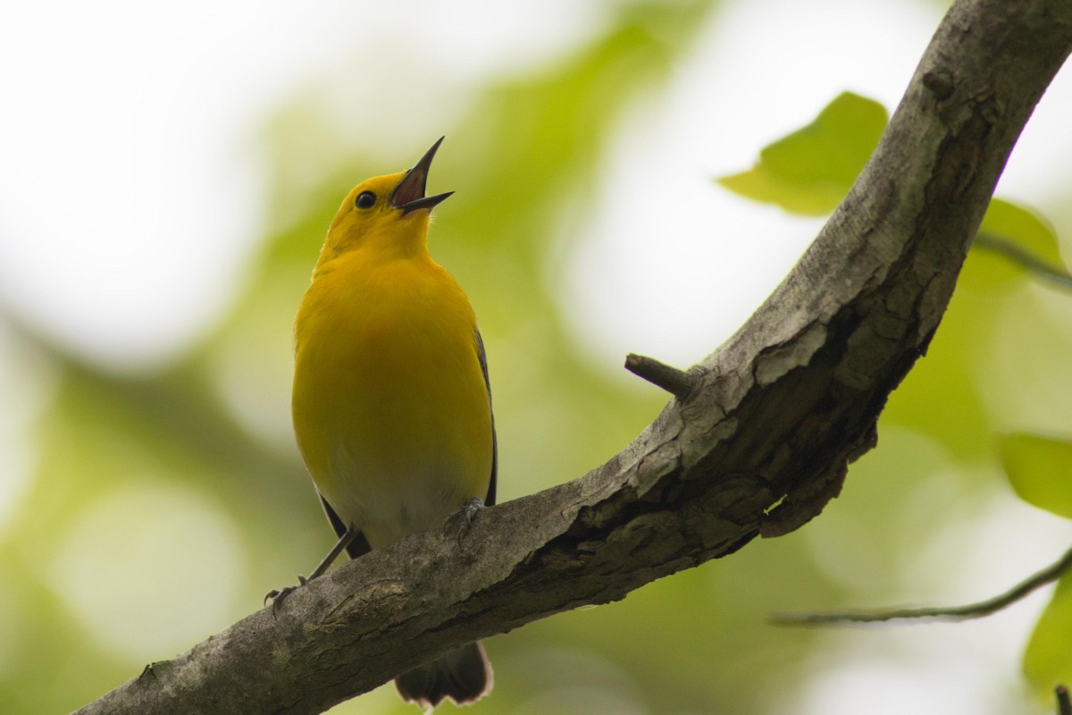 Prothonotary Warbler - ML572233091