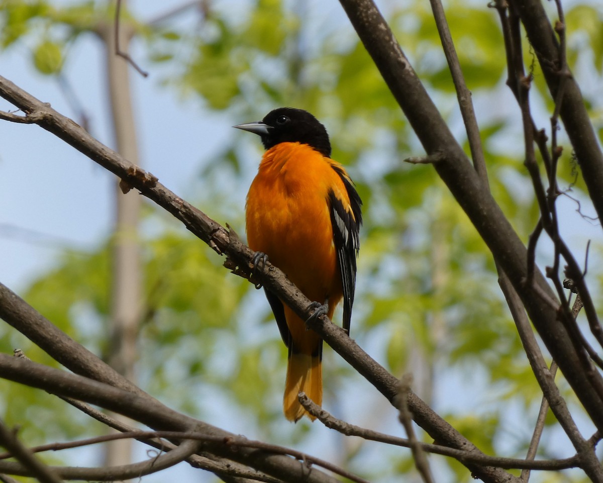 Baltimore Oriole - Kathy L. Mock