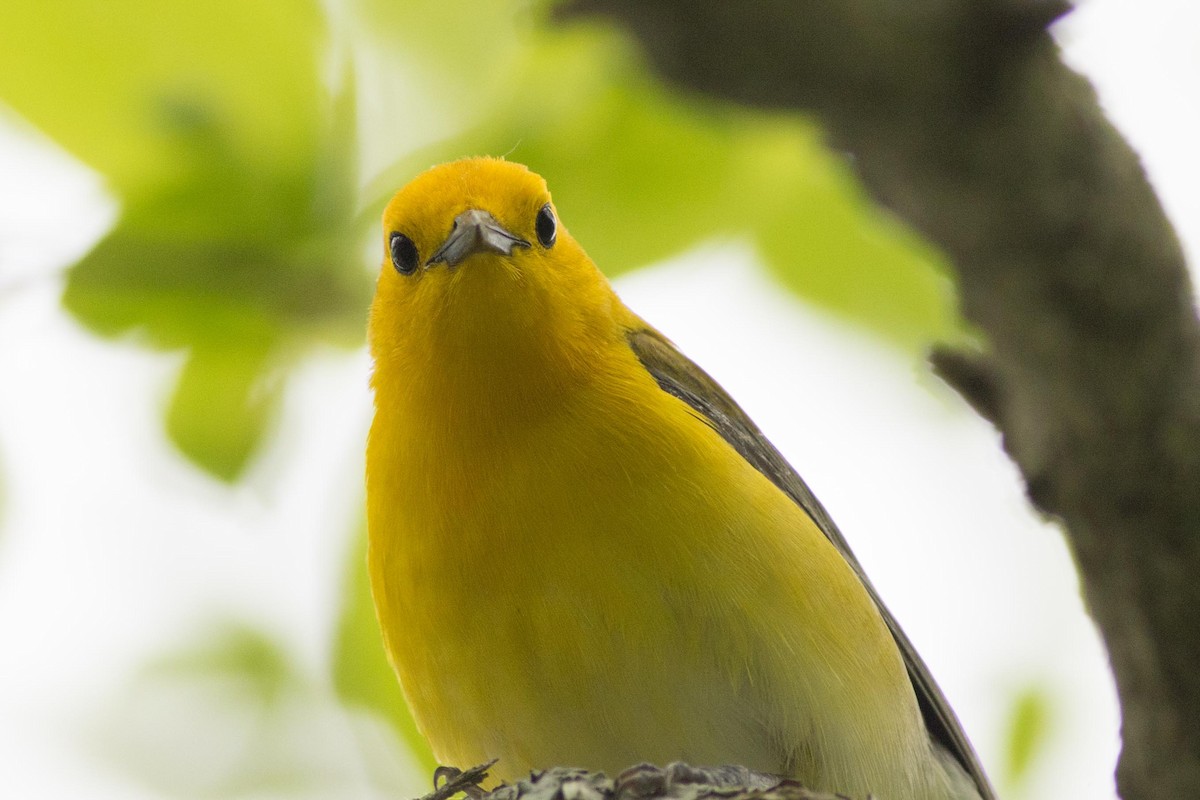 Prothonotary Warbler - ML572233291