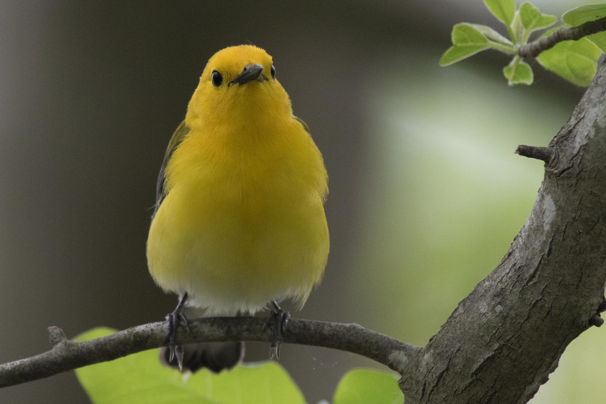 Prothonotary Warbler - ML572233471