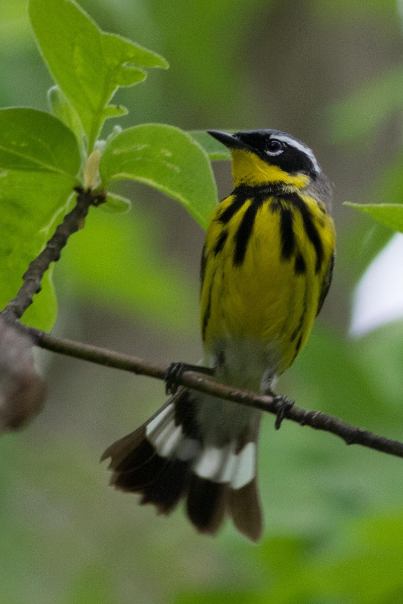 Magnolia Warbler - Mike Russell