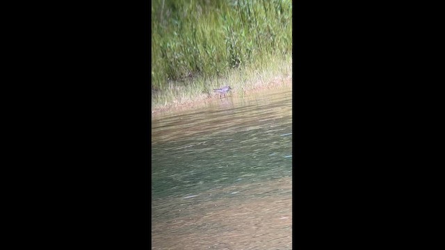 Бонапартов песочник - ML572235121