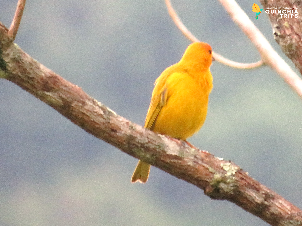 Rusty-margined/Social Flycatcher - FREDY GALEANO GONZÁLEZ