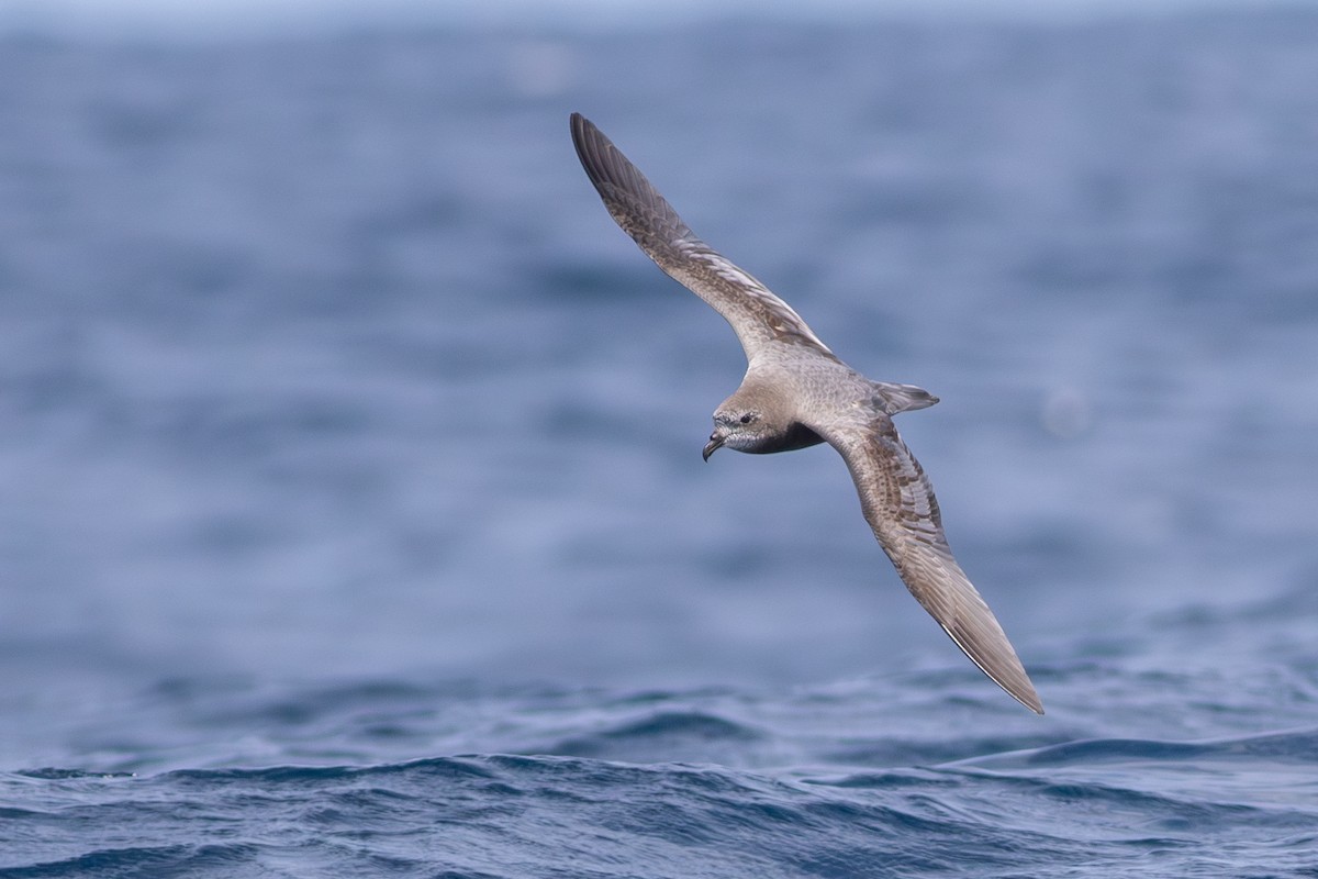 Murphy's Petrel - ML572235811