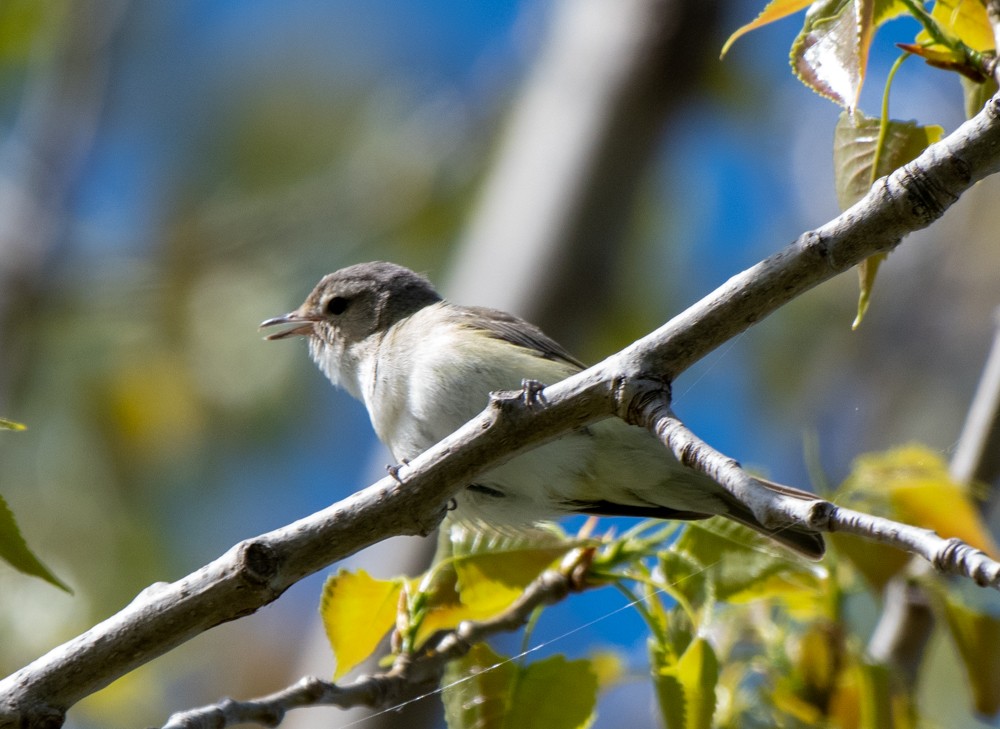 Warbling Vireo (Eastern) - ML572236031