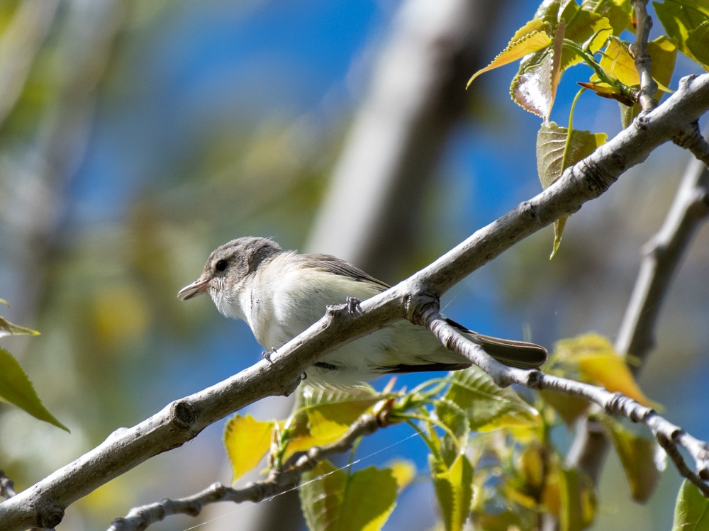 Warbling Vireo (Eastern) - ML572236041