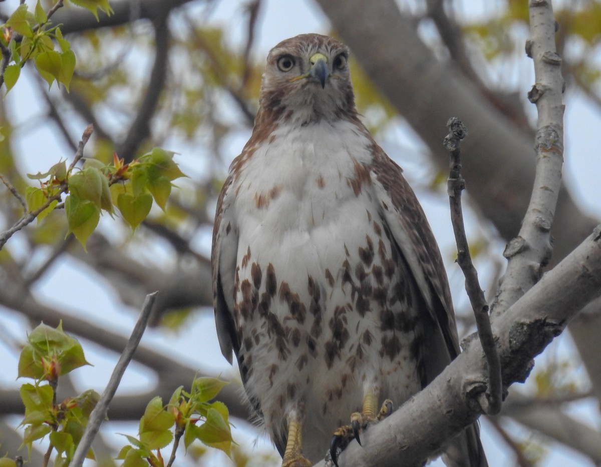 Red-tailed Hawk - ML572236681