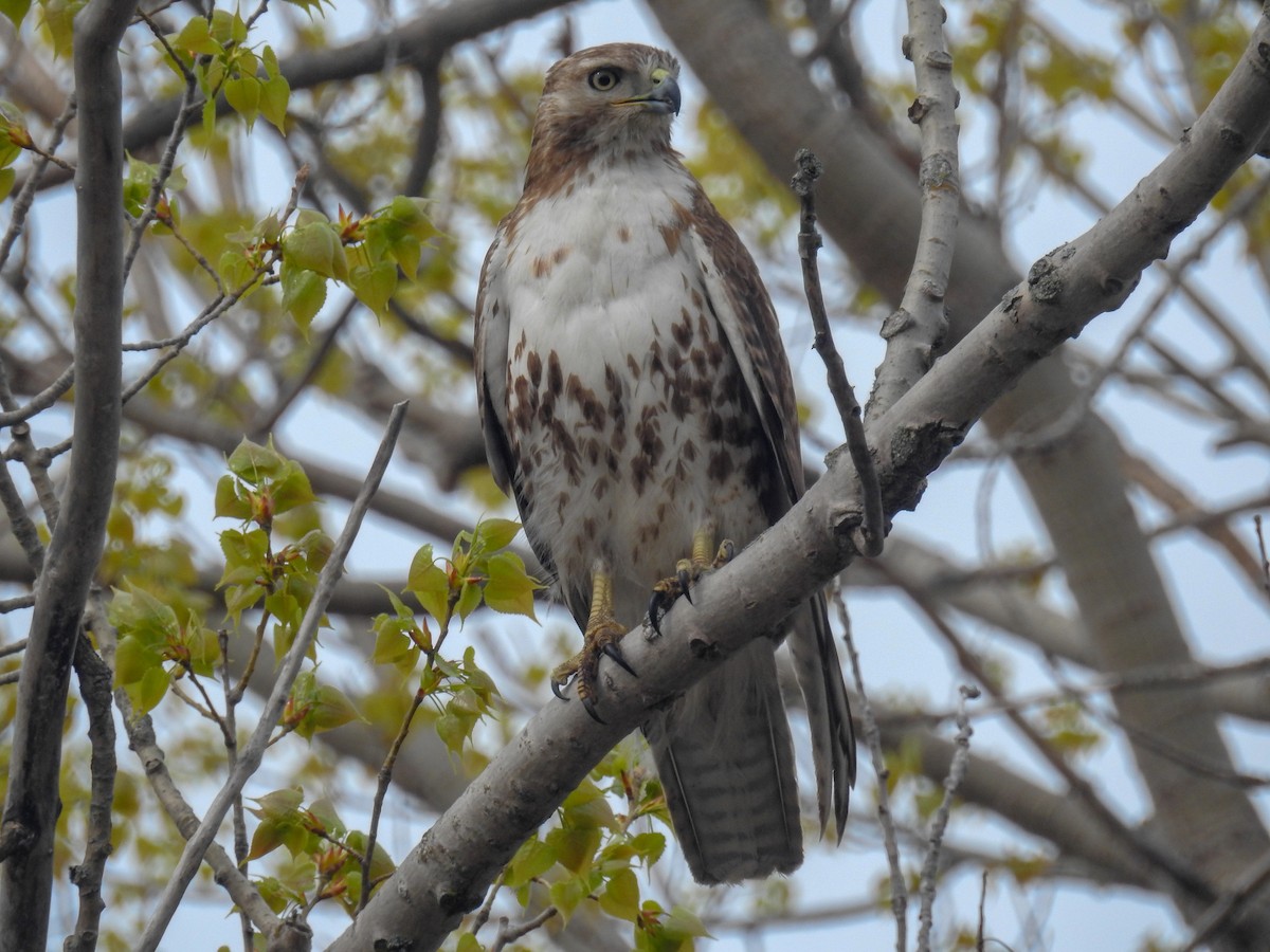 Red-tailed Hawk - ML572236691