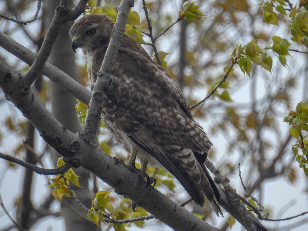 Red-tailed Hawk - ML572236701
