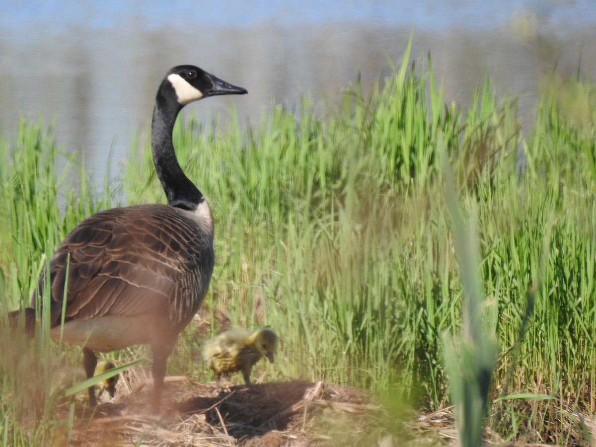 Canada Goose - ML572237051