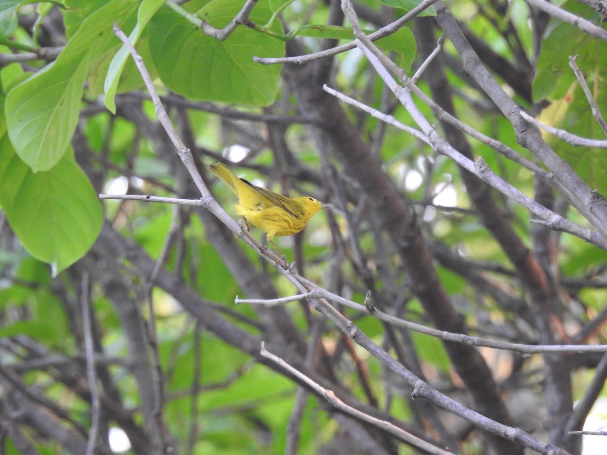 Yellow Warbler - Isis Castro-Alberto  (Choose Honduras)