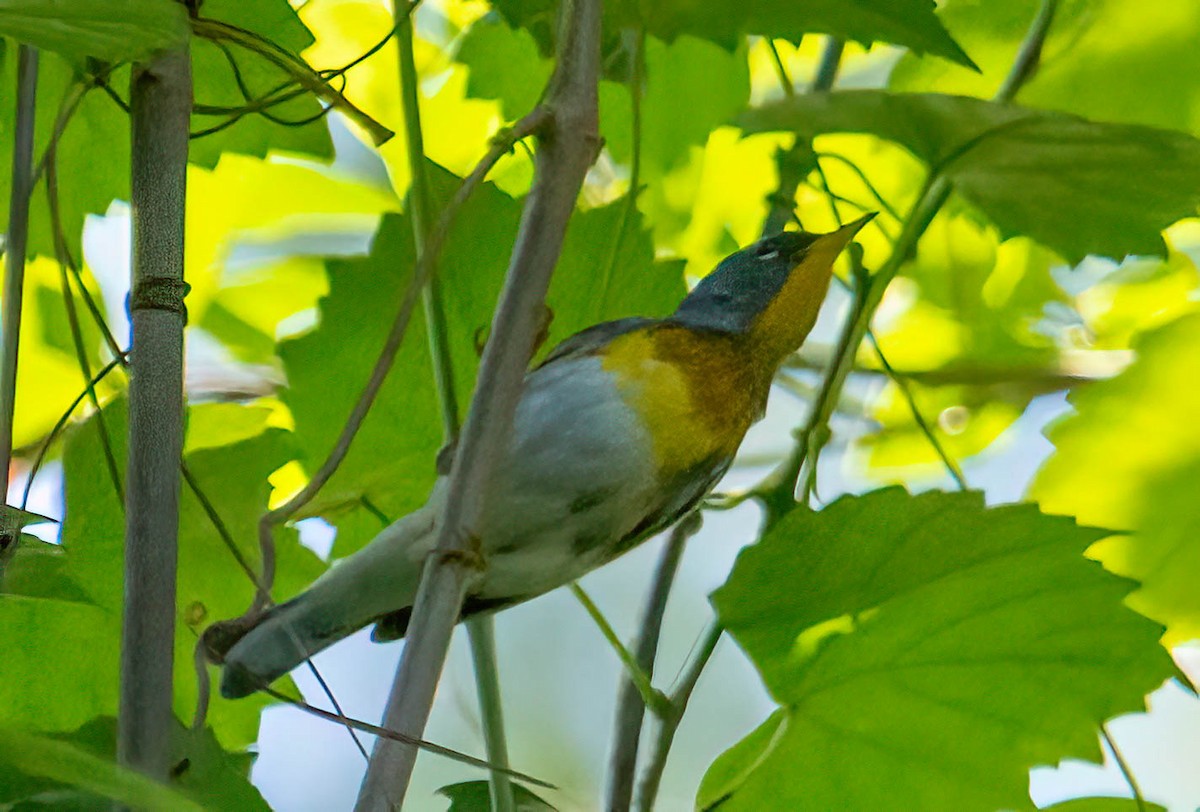 Northern Parula - ML572237941