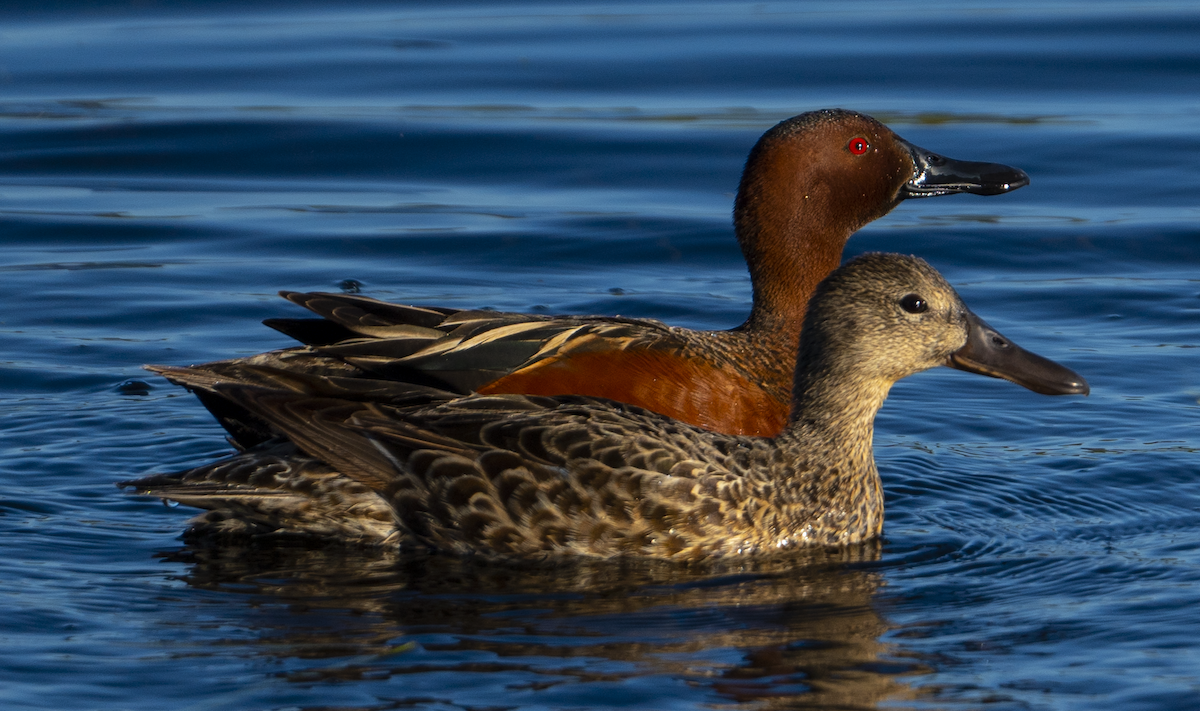 Cinnamon Teal - ML572238111