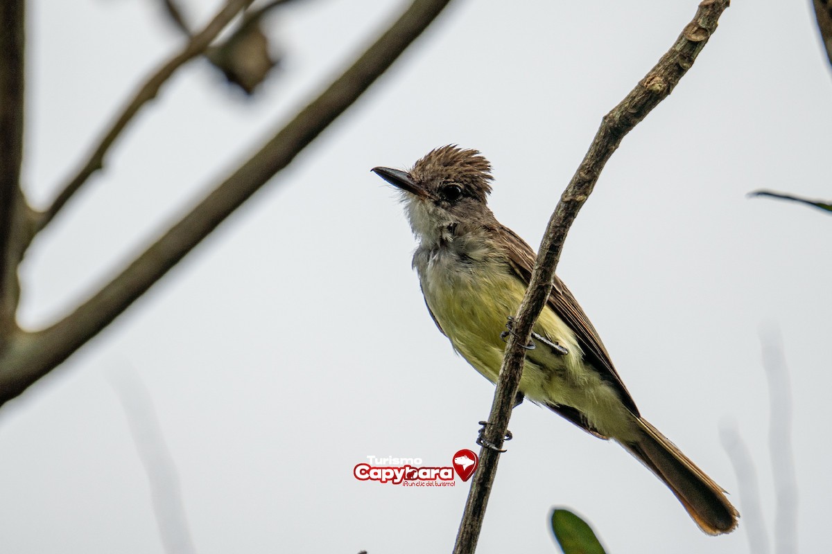 Yellow-bellied Elaenia - ML572238121