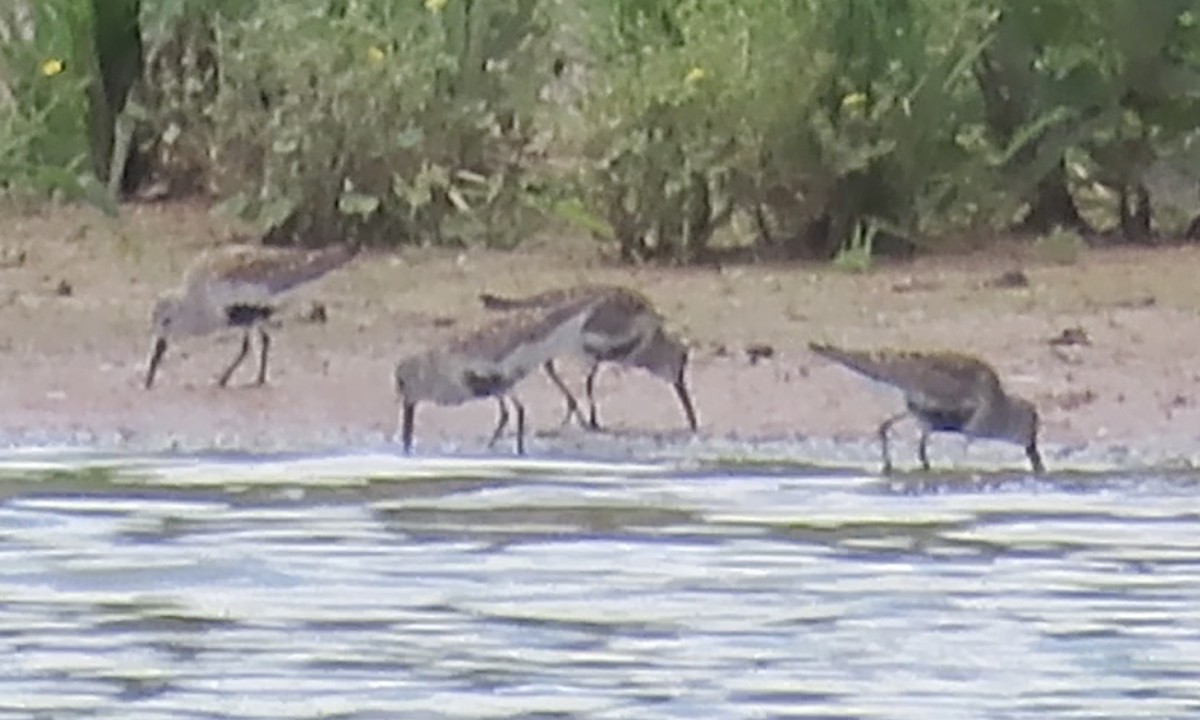 Dunlin - ML572238131