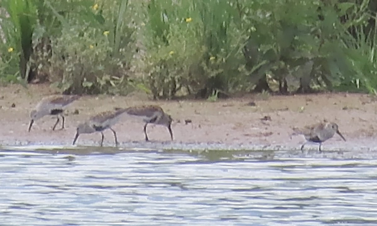 Dunlin - ML572238151