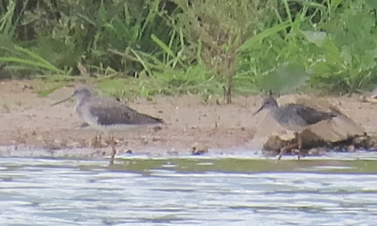 Lesser Yellowlegs - ML572238301