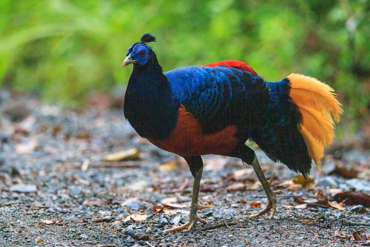 Bornean Crested Fireback - Dick Jenkin