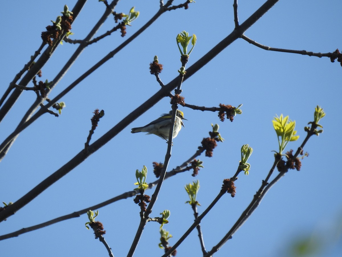 Golden-winged Warbler - ML572239391