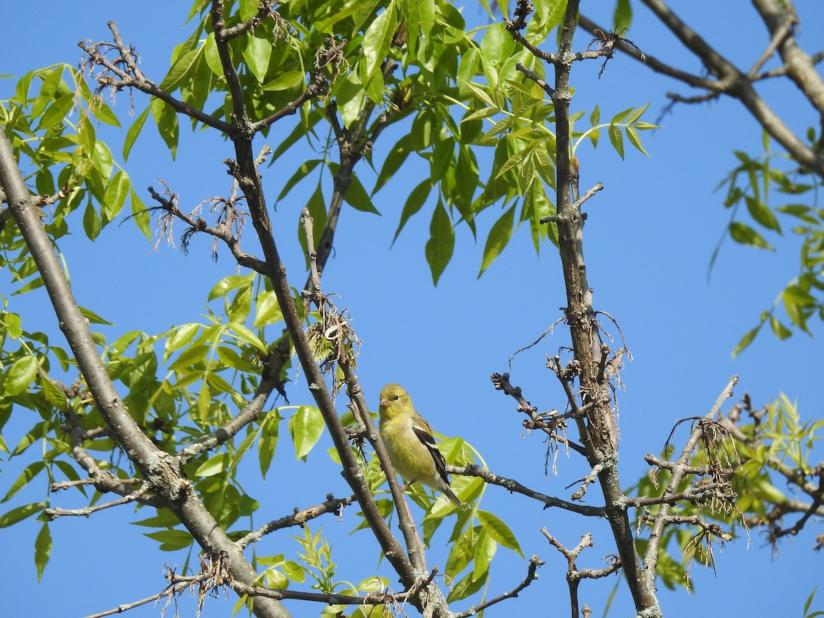 American Goldfinch - ML572239871