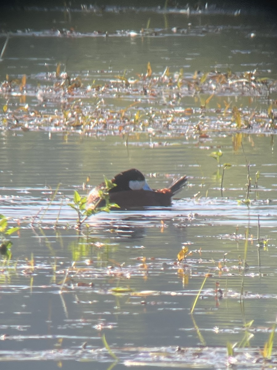 Ruddy Duck - Pam Cahn