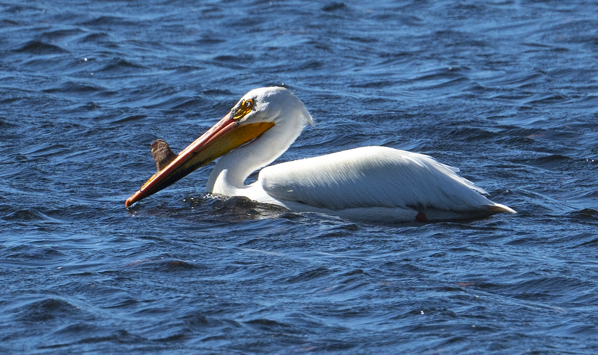 American White Pelican - ML572241531