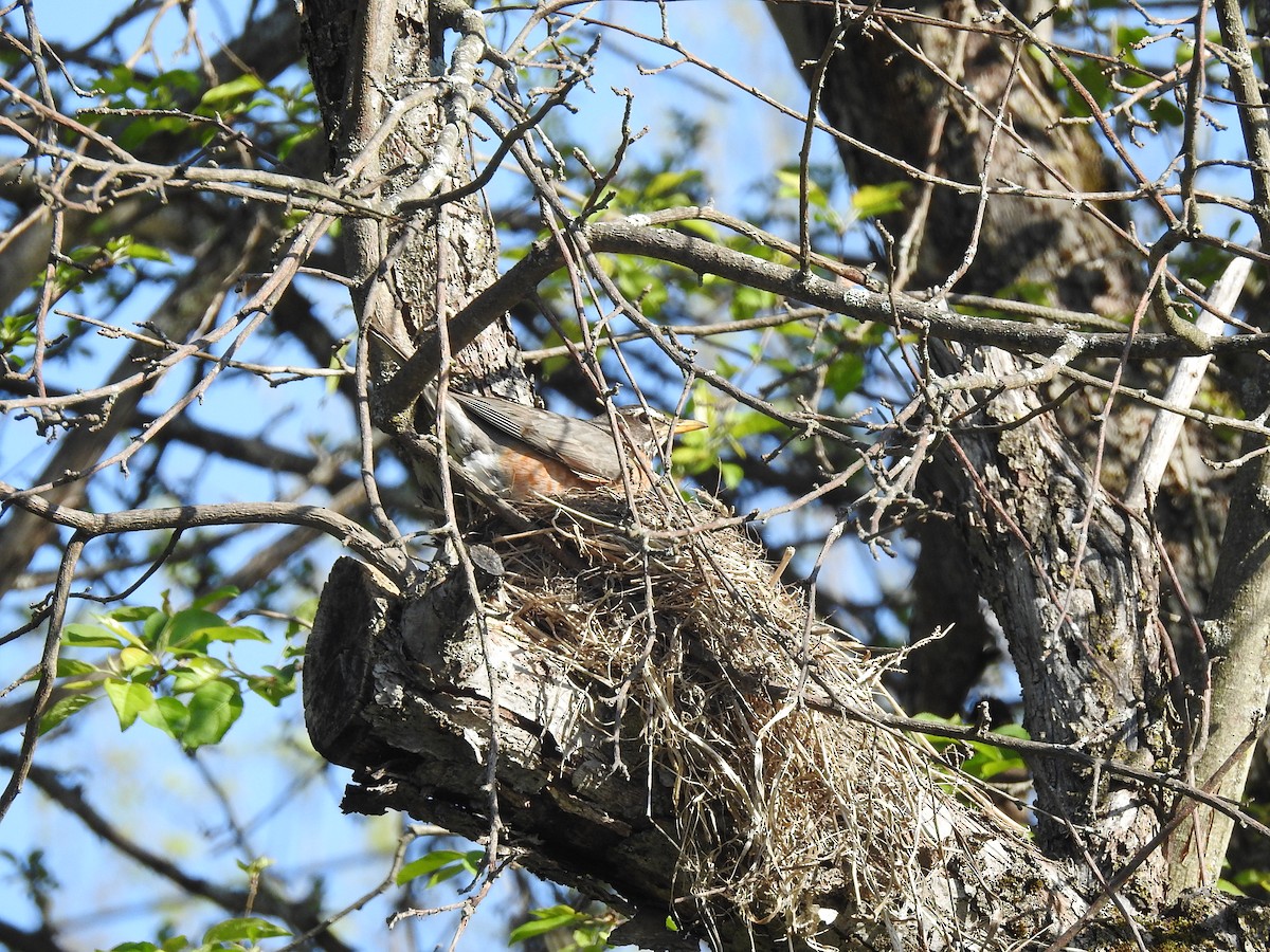 American Robin - ML572243011