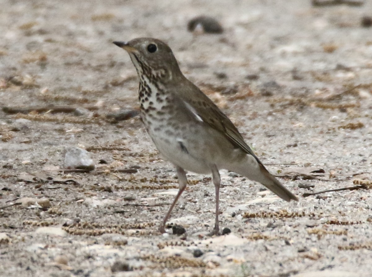 Gray-cheeked Thrush - ML572243121