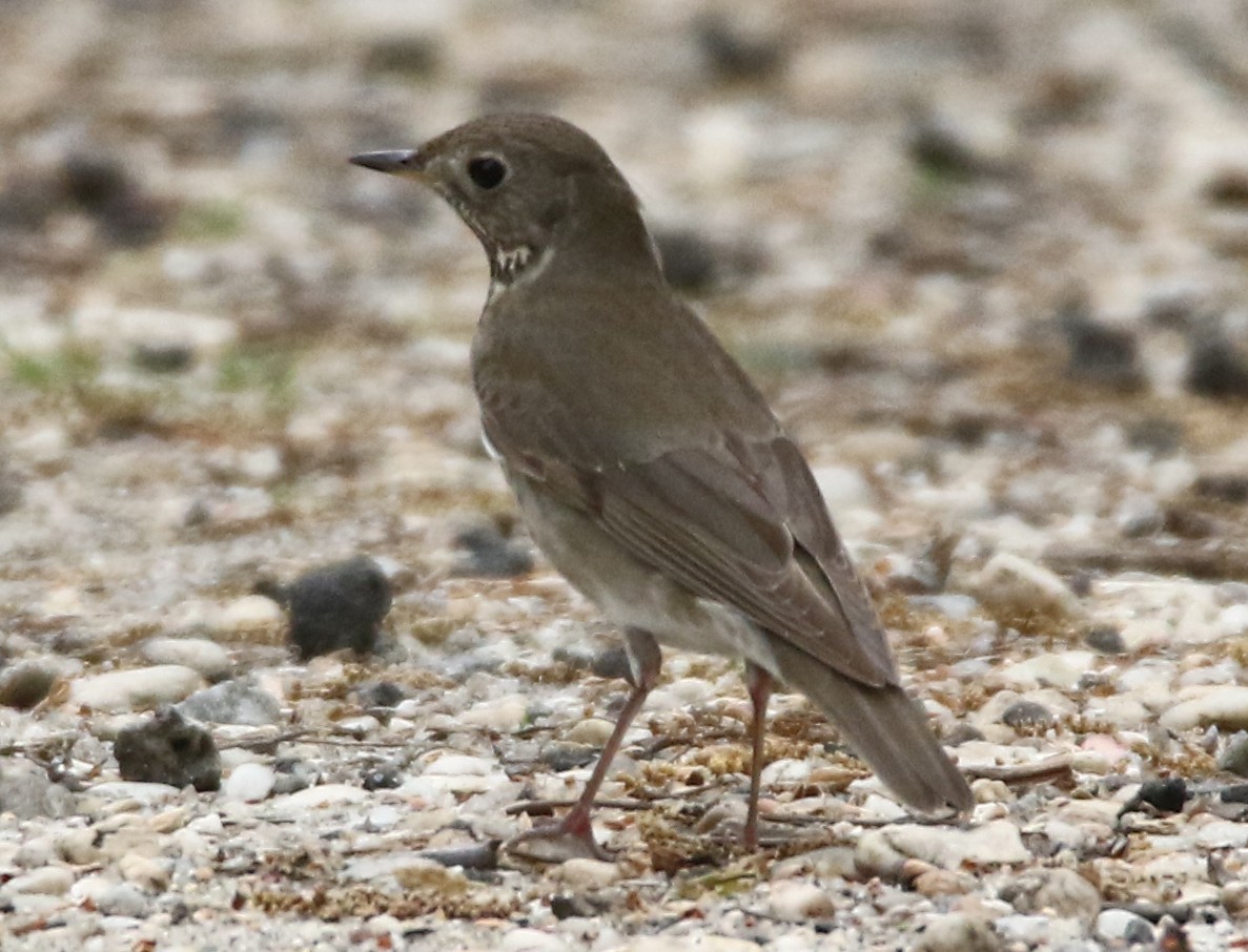 Gray-cheeked Thrush - ML572243131