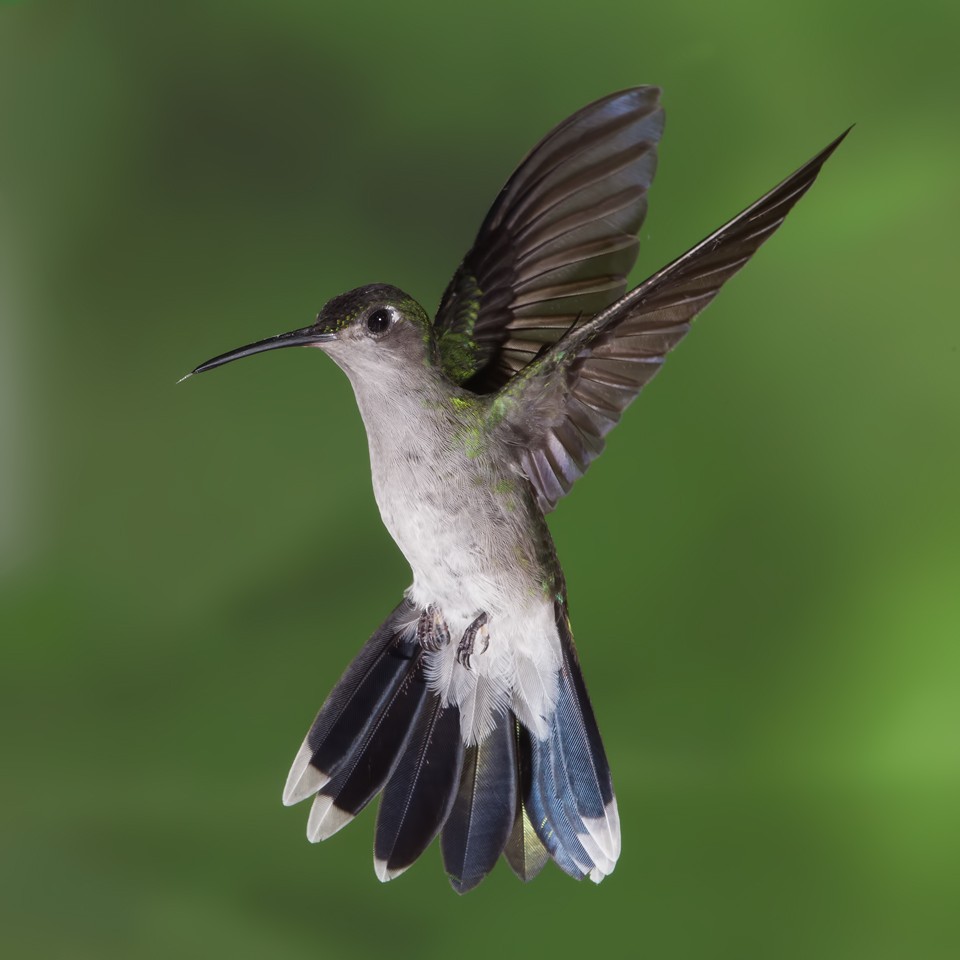 Gray-breasted Sabrewing - Peter Hawrylyshyn