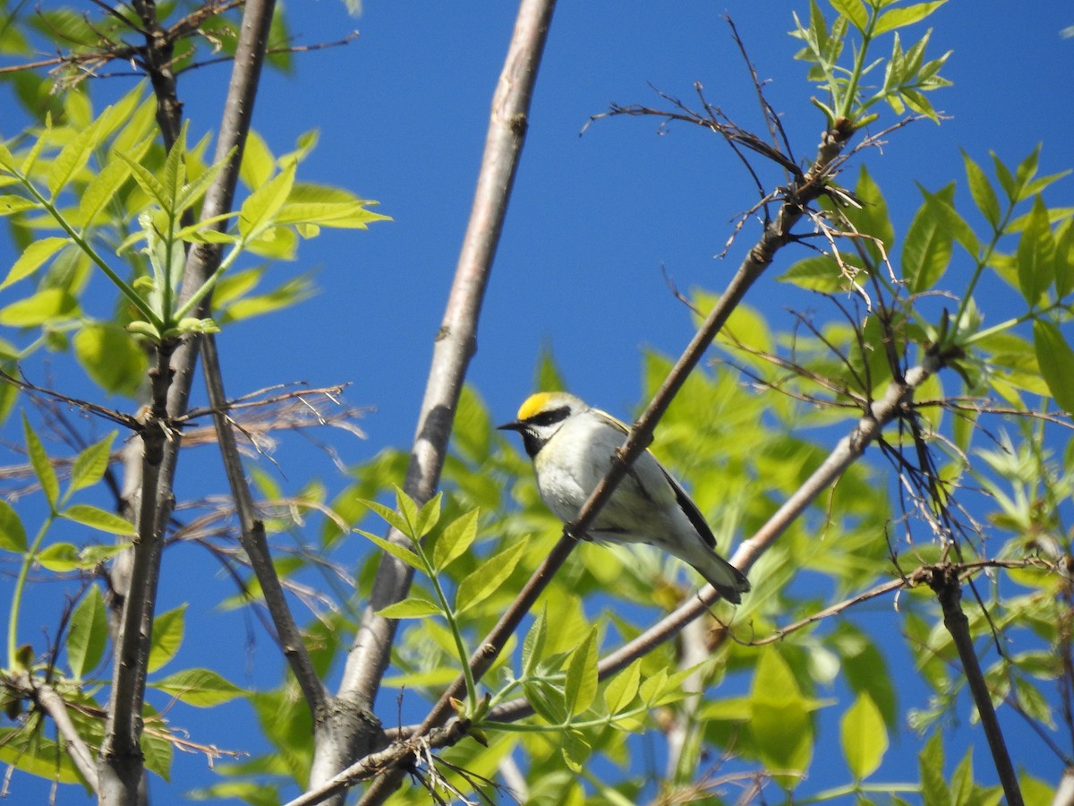 Golden-winged Warbler - ML572243361