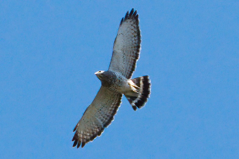 Broad-winged Hawk - ML572243701