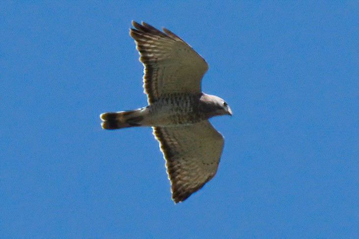 Broad-winged Hawk - ML572243711