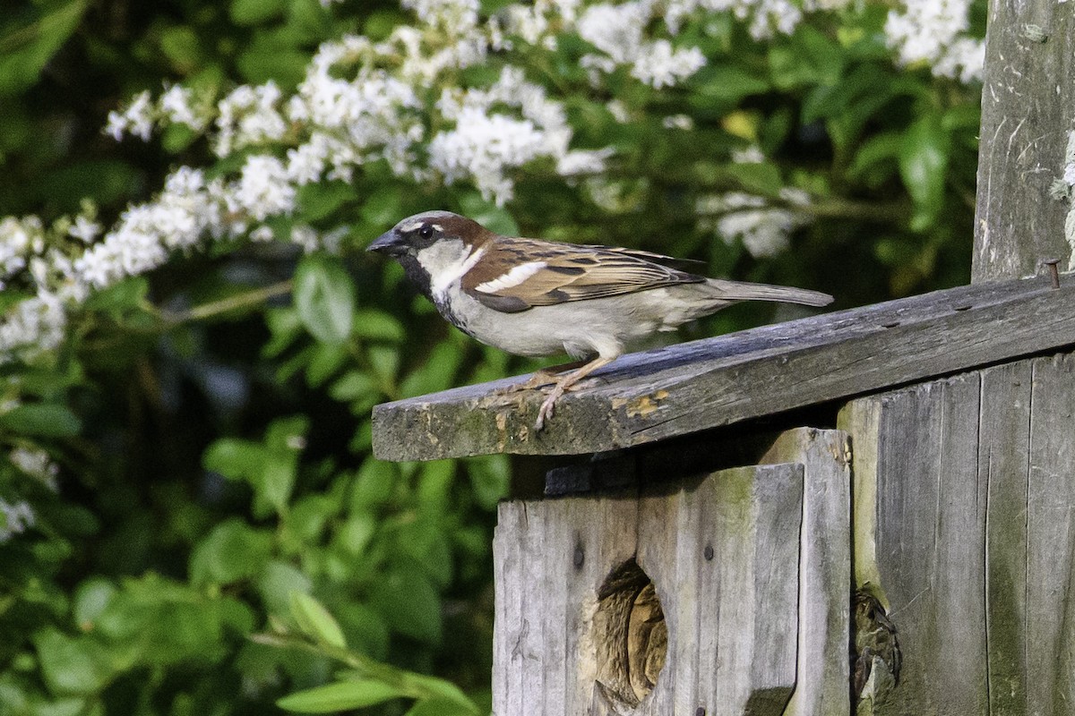 House Sparrow - Keith Kennedy