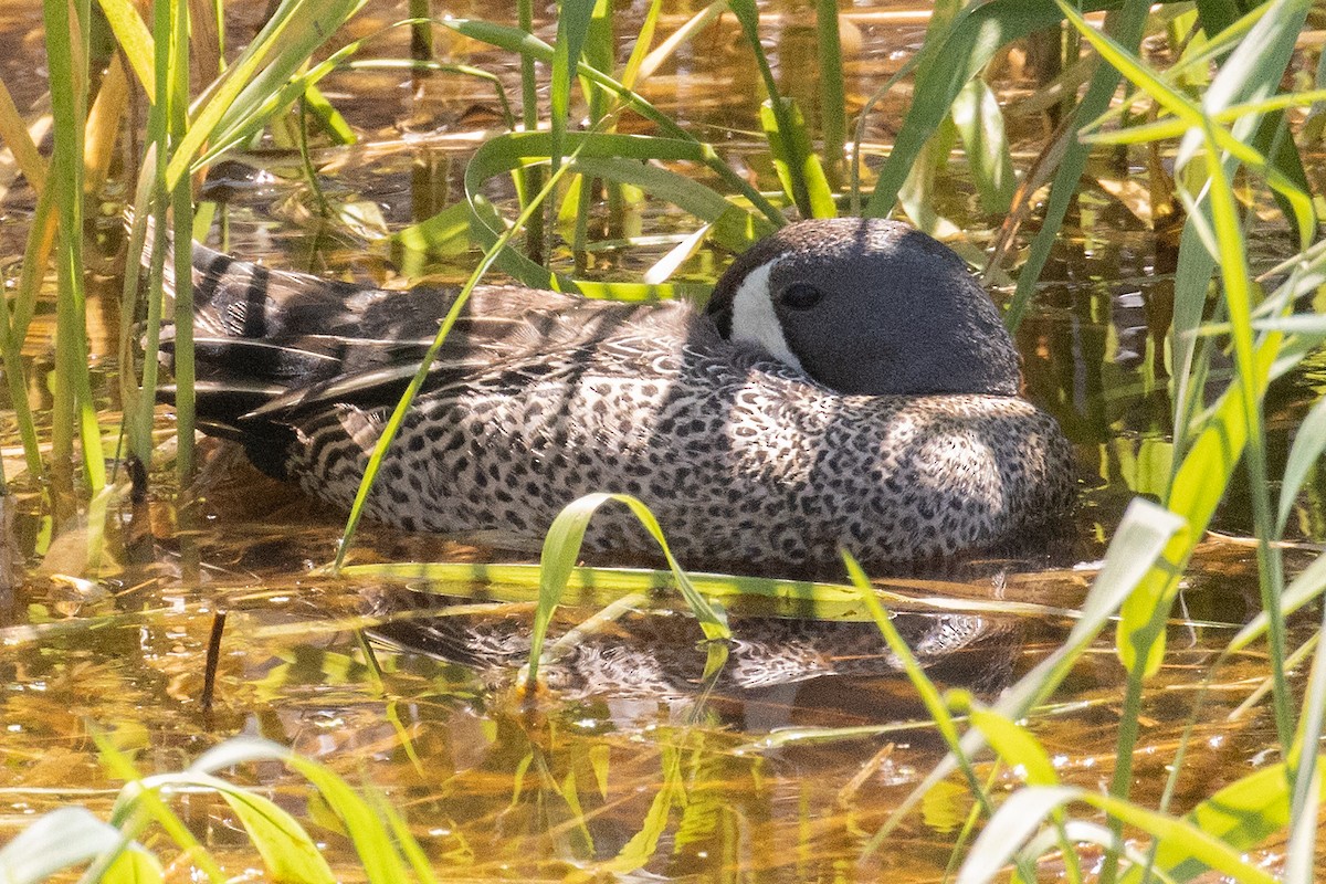 Blue-winged Teal - ML572246041