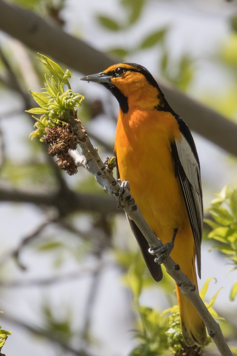 Bullock's Oriole - ML57224701
