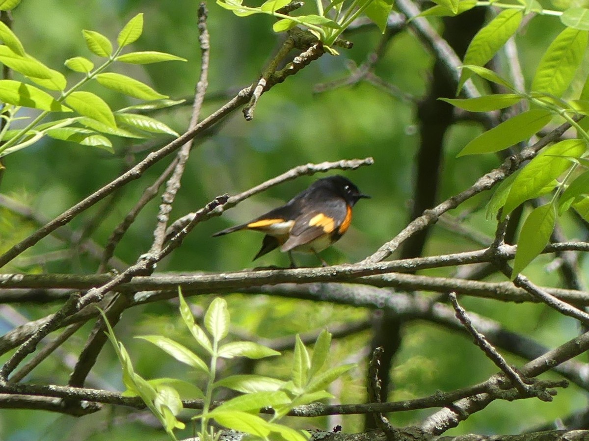 American Redstart - ML572247761