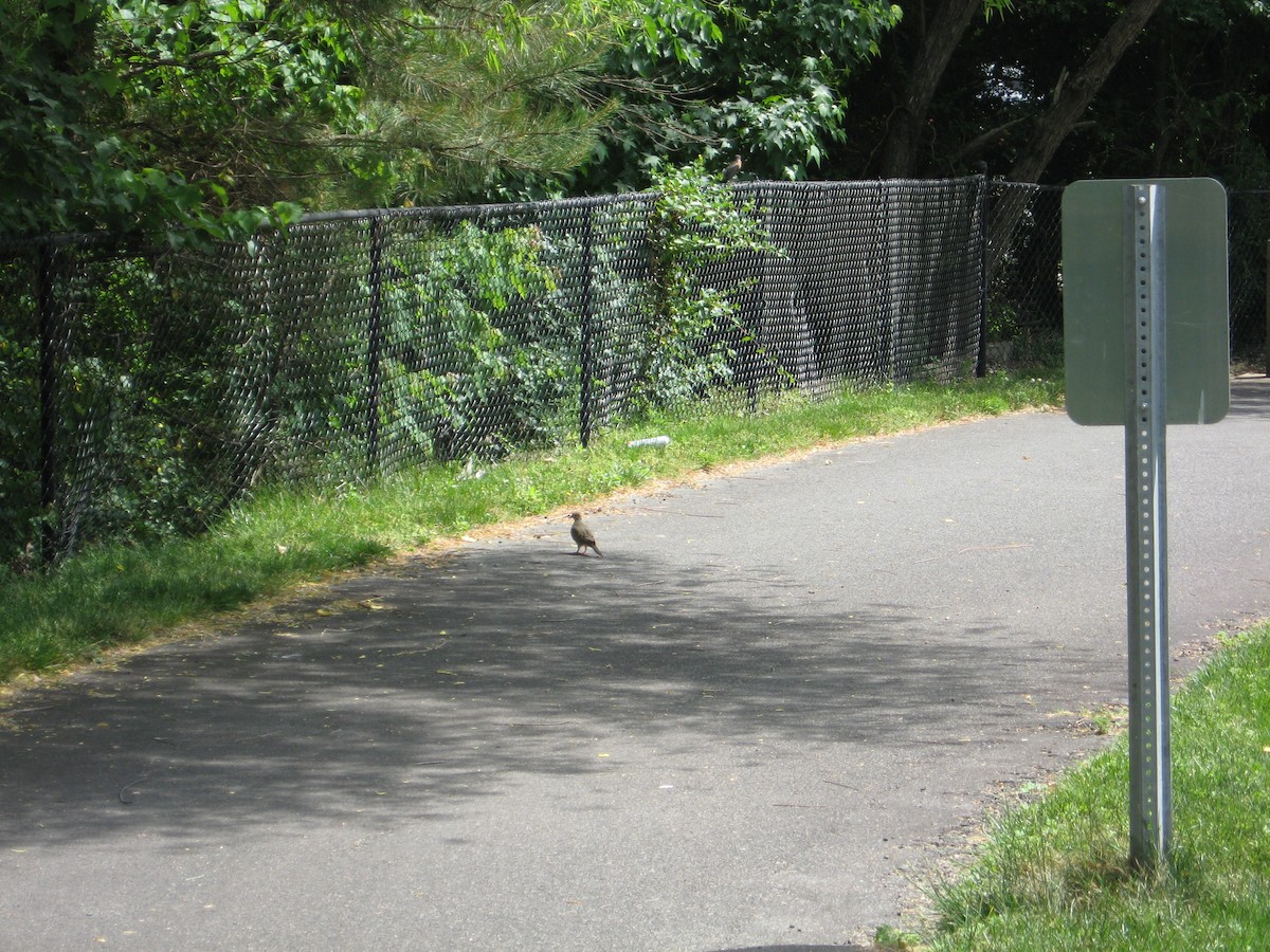 Mourning Dove - ML572247901