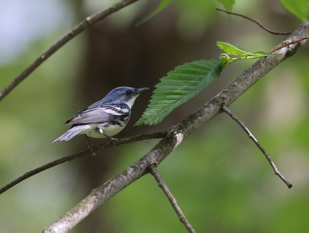 Cerulean Warbler - Shawn Billerman