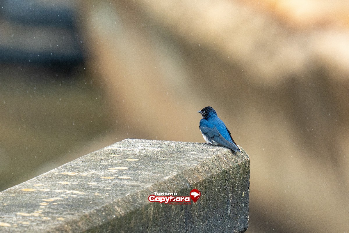 Blue-and-white Swallow - ML572248901