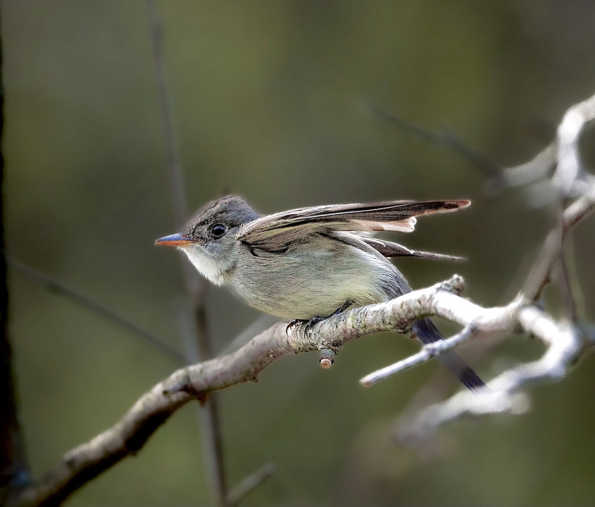 Least Flycatcher - ML572248951