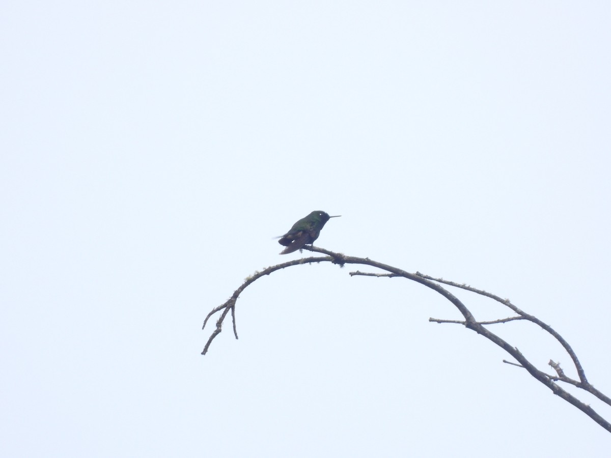 kolibřík dřišťálový - ML572249711