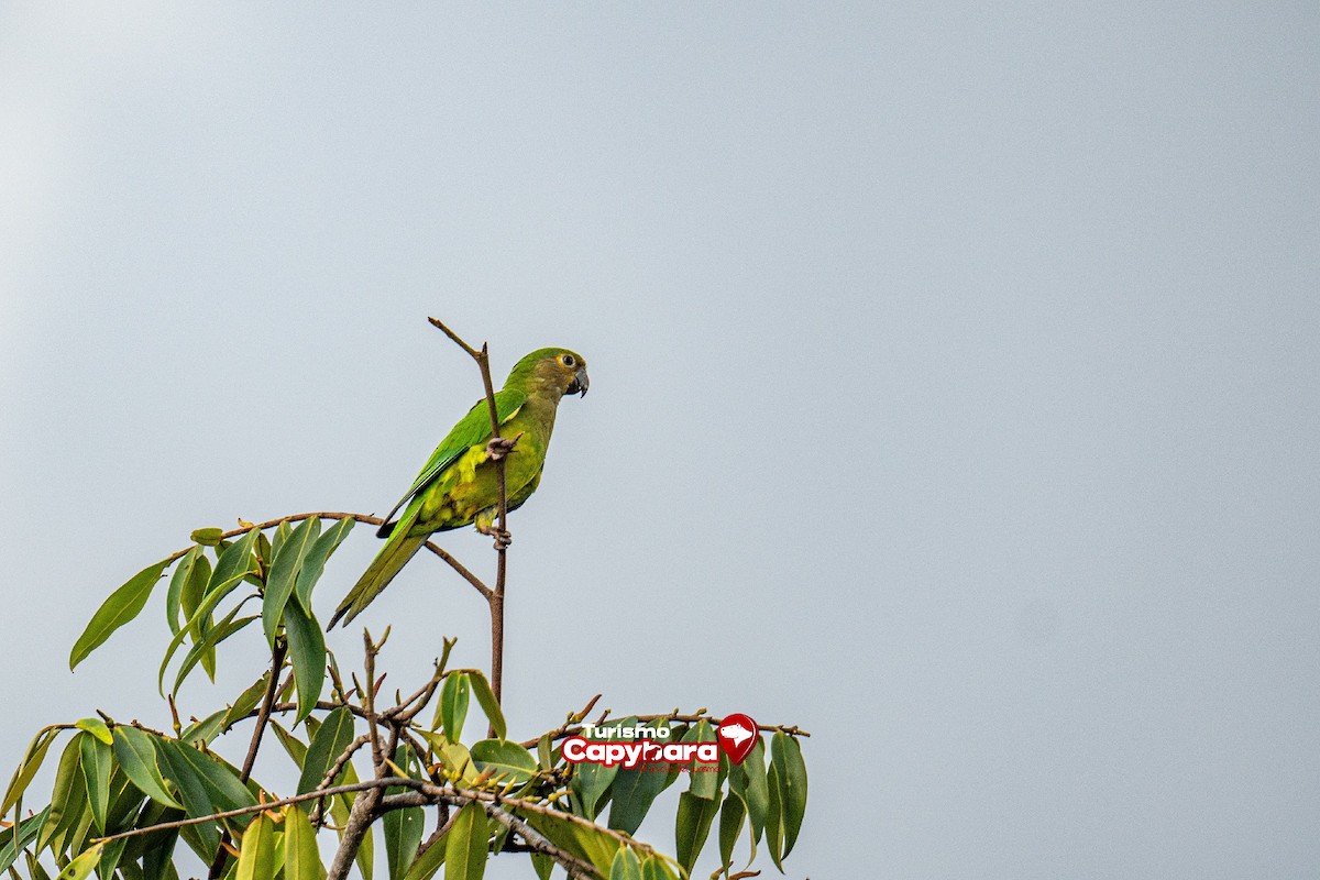 Brown-throated Parakeet - ML572249891