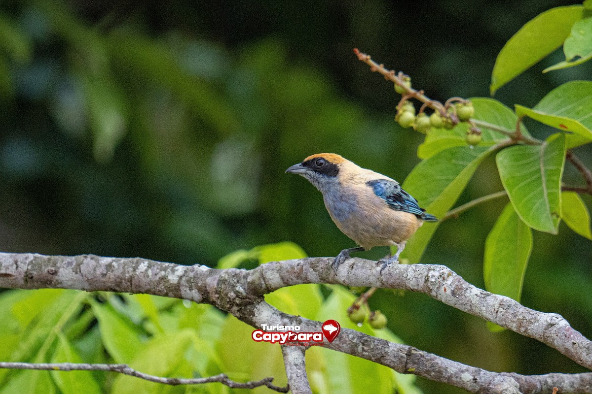 Burnished-buff Tanager - ML572251131