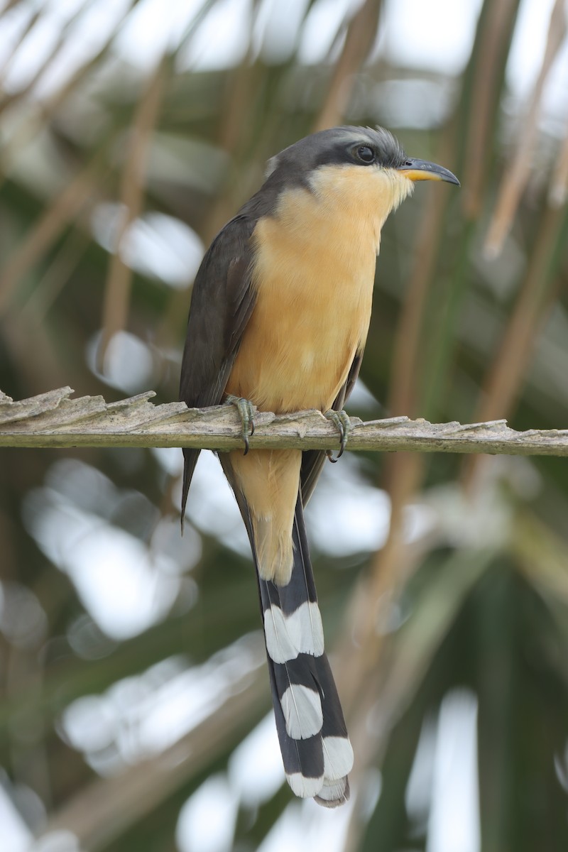 Mangrove Cuckoo - Jeff Corcoran