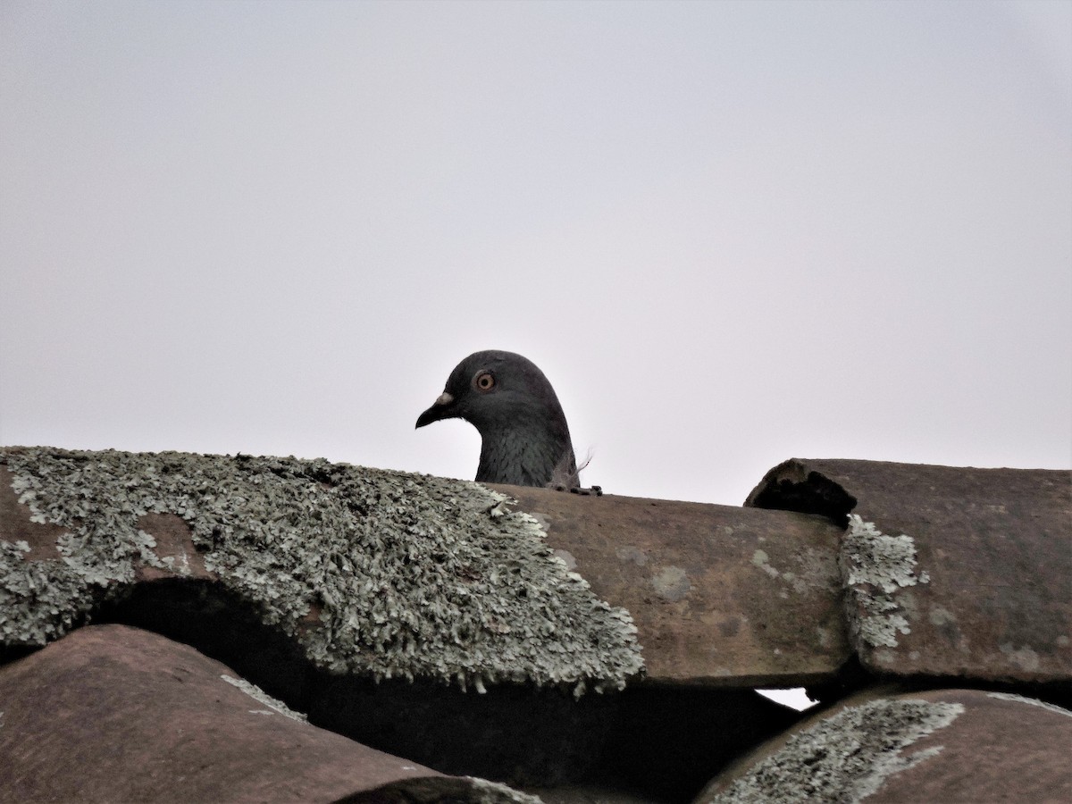 Rock Pigeon (Feral Pigeon) - ML572252501